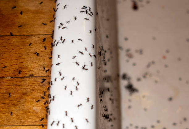 Best Termite Control Services  in Spring Hill, TN