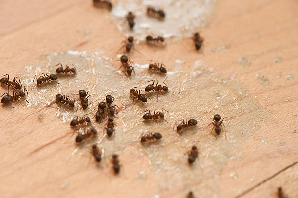 Best Pest Prevention Services  in Spring Hill, TN
