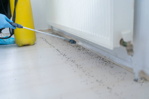 Best Ant Control Services  in Spring Hill, TN